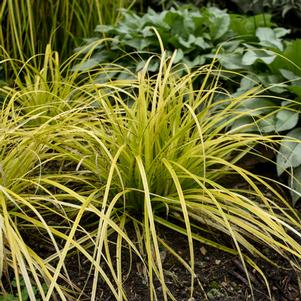 <em>Carex</em> EVERILLO SEDGE: 