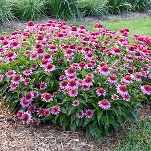 DOUBLE CODED® EVERYTHING'S ROSY CONEFLOWER