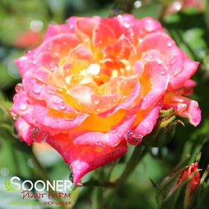 TIDDLY WINKS™ MINIATURE ROSE