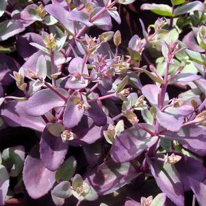 XENOX SEDUM