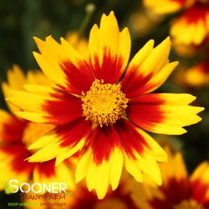 <em>Coreopsis</em> LI'L BANG™ DAYBREAK TICKSEED: 