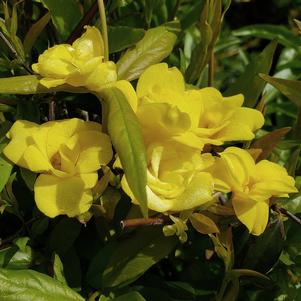 PRIDE OF AUGUSTA CAROLINA JESSAMINE