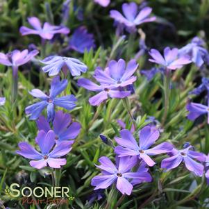 <em>Phlox</em> CREEPING VIOLET PINWHEELS PHLOX: 