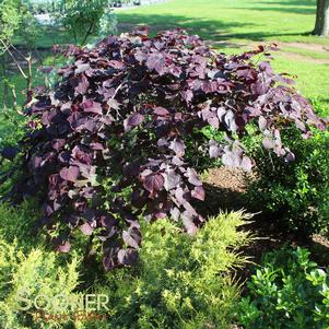 RUBY FALLS WEEPING REDBUD