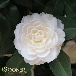 WHITE BY THE GATE CAMELLIA