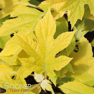 LITTLE HONEY DWARF OAKLEAF HYDRANGEA