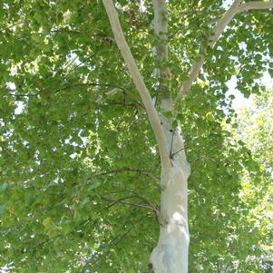 <em>Platanus</em> SILVERWOOD™ SYCAMORE: 