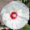 NEW OLD YELLA DWARF FLEMING™ HARDY HIBISCUS