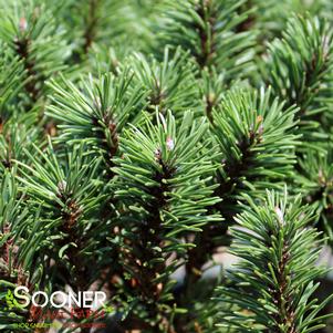 <em>Pinus</em> SLOWMOUND MUGO PINE: 