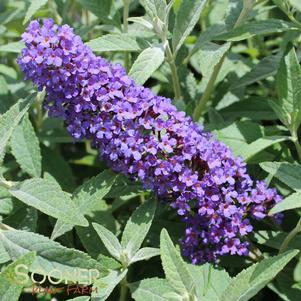 <em>Buddleia</em> PSYCHEDELIC SKY™ BUTTERFLY BUSH: 