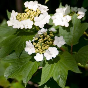 <em>Viburnum</em> REDWING VIBURNUM: 