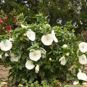 MARSHMALLOW MOON HARDY HIBISCUS