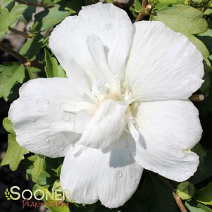 <em>Hibiscus</em> WHITE CHIFFON® ALTHEA: 