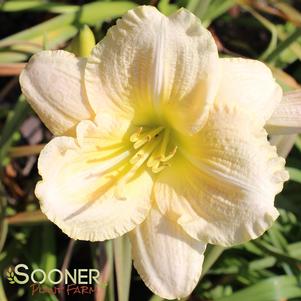 <em>Hemerocallis</em> SOUNDS OF SILENCE DAYLILY: 