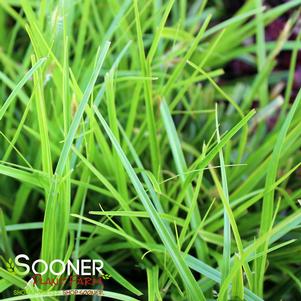 EVERLIME SEDGE