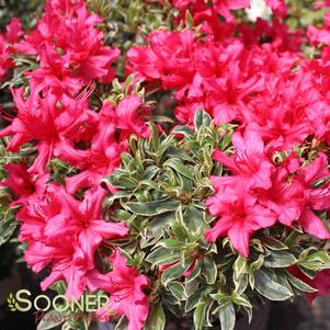 <em>Rhododendron</em> ASHLEY MARIE GIRARD AZALEA: 