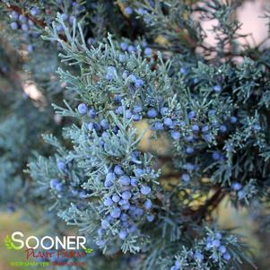 <em>Juniperus</em> OKLAHOMA SILVER JUNIPER: 