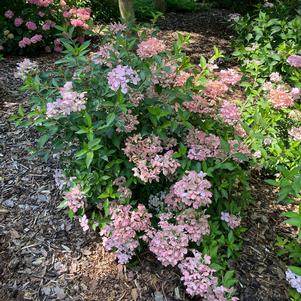 12 units available! Pre-Order Qty: 0