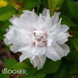 4 units available! Pre-Order Qty: 0