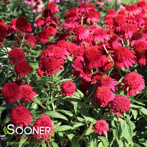 DOUBLE SCOOP™ STRAWBERRY DELUXE CONEFLOWER