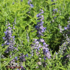 DENIM 'N LACE RUSSIAN SAGE