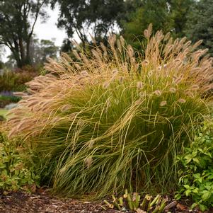 PRAIRIE WINDS® DESERT PLAINS FOUNTAIN GRASS