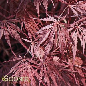 Acer palmatum dissectum 'Inaba shidare'