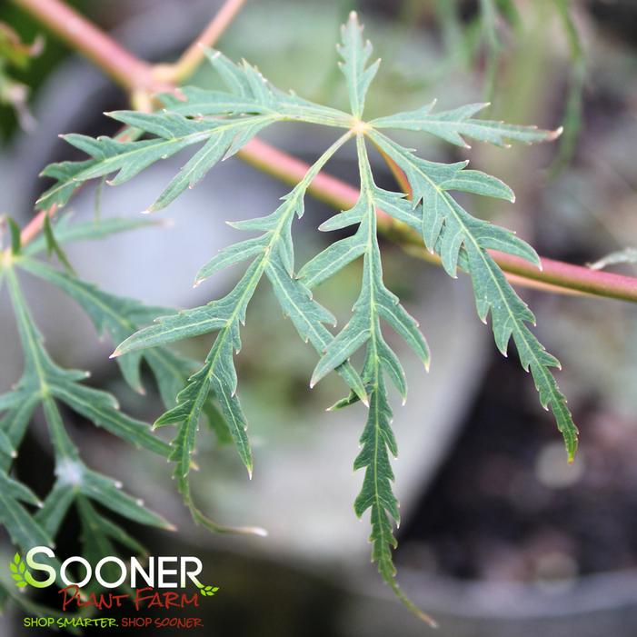 WATERFALL WEEPING JAPANESE MAPLE