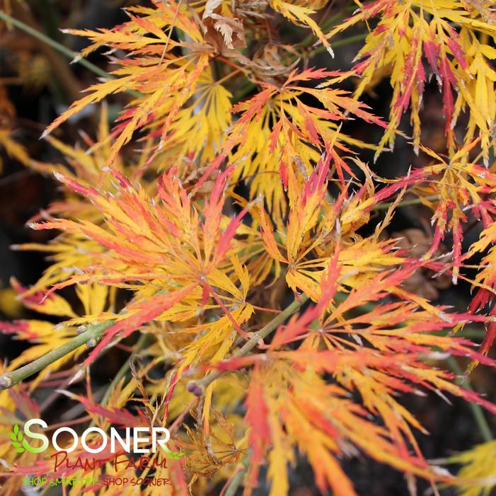 WATERFALL WEEPING JAPANESE MAPLE