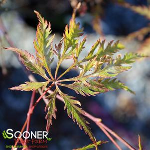 Acer palmatum dissectum 'Filigree'