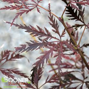 Acer palmatum dissectum 'Garnet'