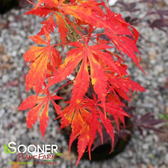 OMURA YAMA UPRIGHT JAPANESE MAPLE