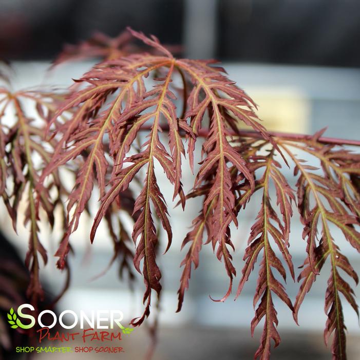 RED SELECT WEEPING JAPANESE MAPLE