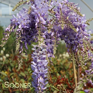 LAVENDER FALLS WISTERIA