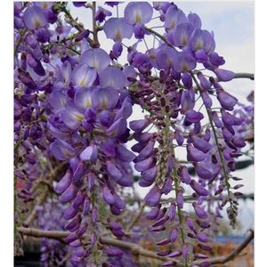 LAVENDER FALLS WISTERIA