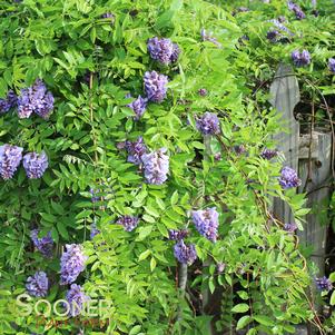 Wisteria frutescens 'Amethyst Falls'