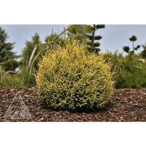 Chamaecyparis pisifera 'Cream Ball'