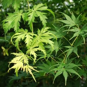 Acer palmatum 'Kihachijo'