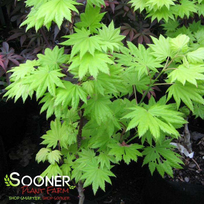 GOLDEN FULL MOON UPRIGHT JAPANESE MAPLE