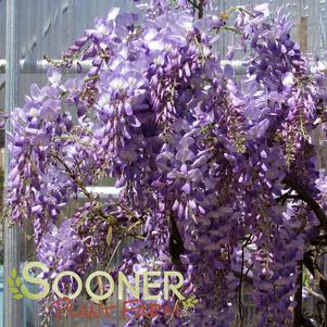 Wisteria floribunda 'Betty Tam'