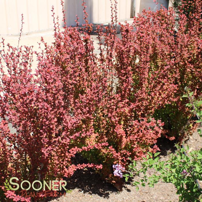 ORANGE ROCKET BARBERRY