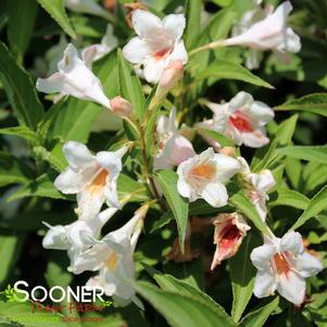 Weigela florida 'Bokrasopea'