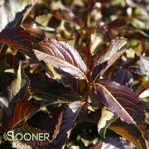 Weigela florida 'Bokrashine'