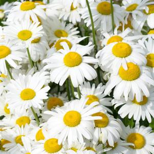 Leucanthemum x 'Snow Lady'