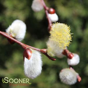<em>Salix</em> <strong>WEEPING PUSSY WILLOW</strong>: