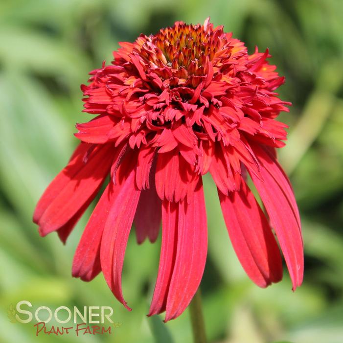 HOT PAPAYA CONEFLOWER