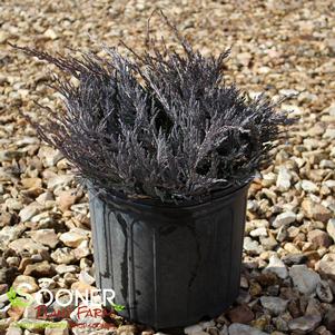 <em>Juniperus</em> <strong>BAR HARBOR JUNIPER</strong>: