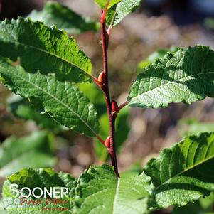 Salix caprea 'French'