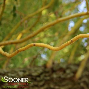 GOLDEN IDOL DWARF CORKSCREW WILLOW