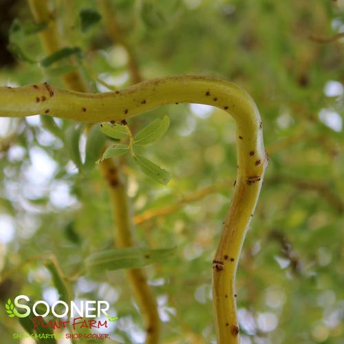 GOLDEN IDOL DWARF CORKSCREW WILLOW